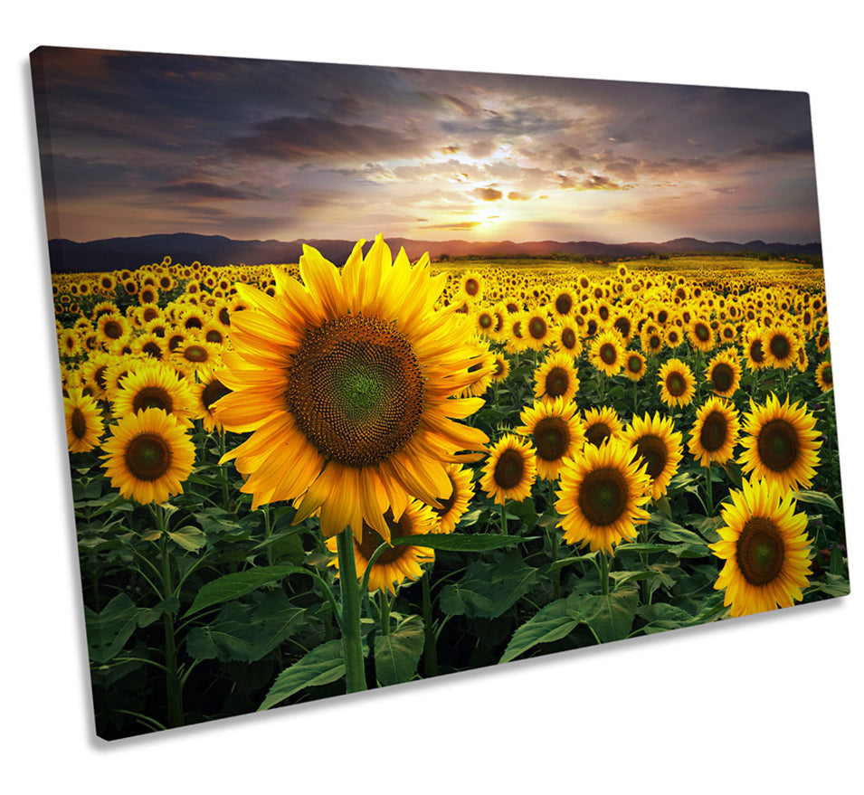 Yellow Sunflower Field