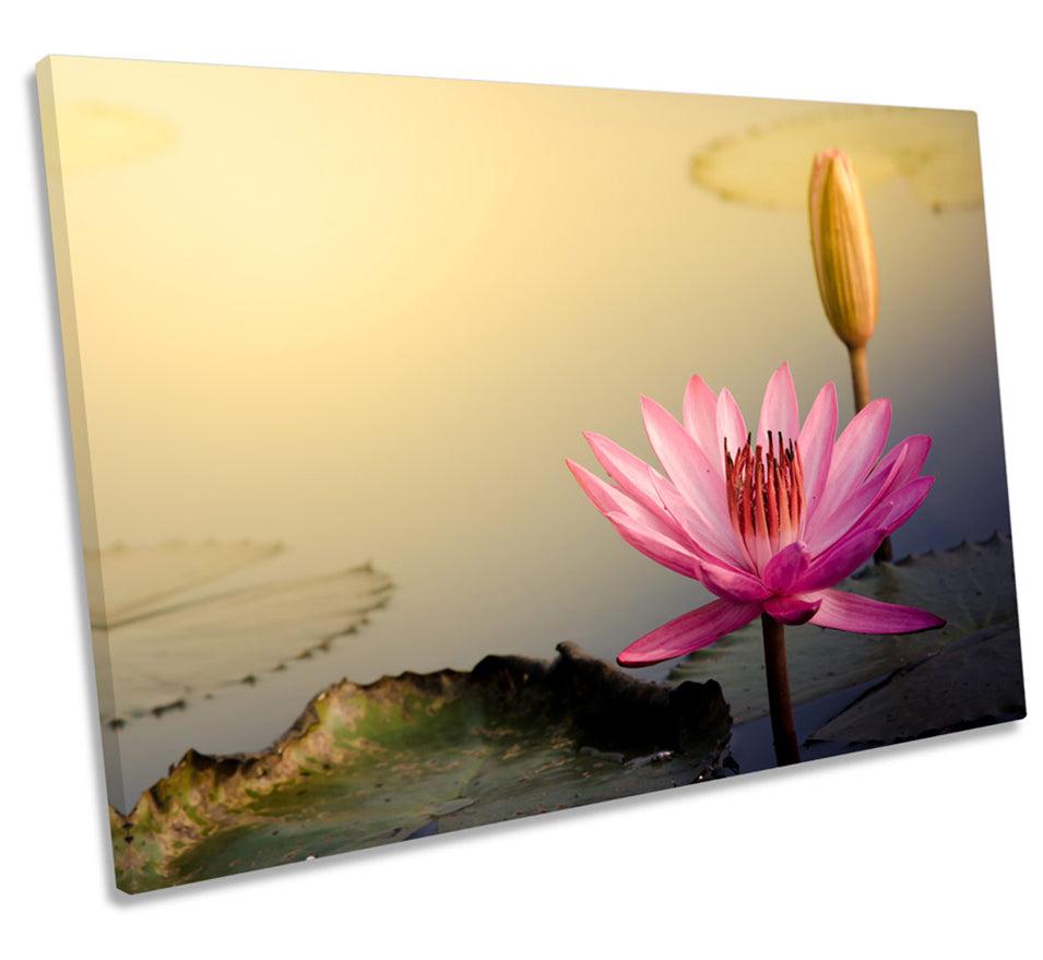 Water Lily Pink Sunset