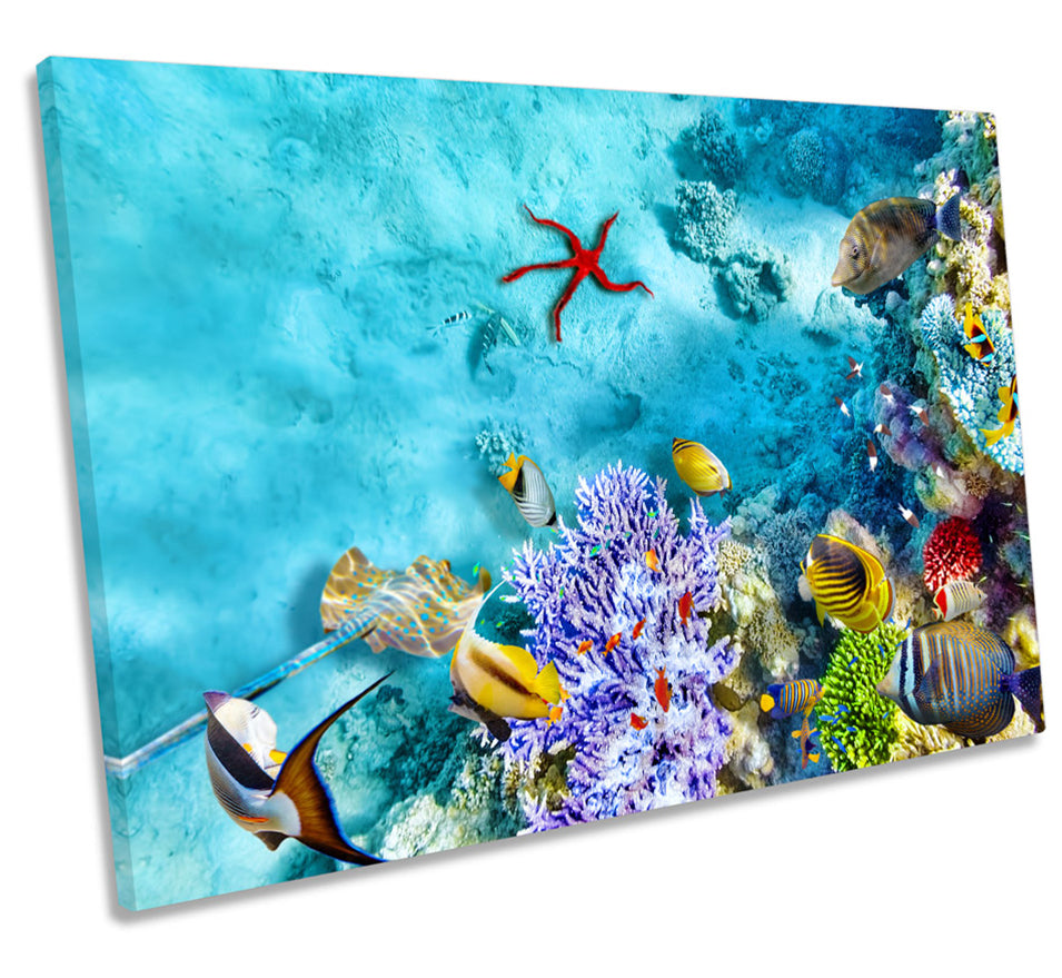 Coral Marine Reef Fish