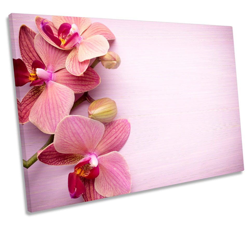 Pink Orchid Floral Flowers
