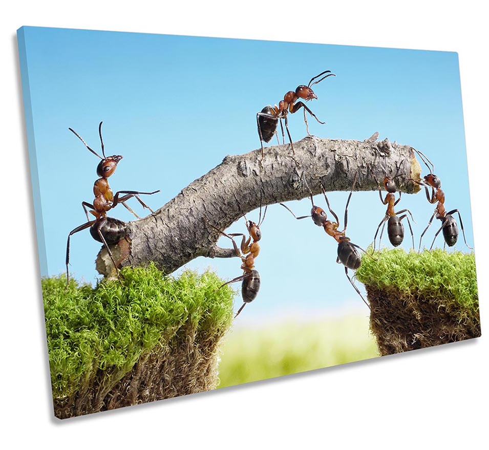 Ants Building Bridge