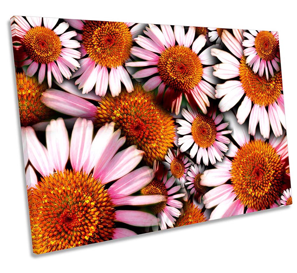 Cone Flowers Floral Pink