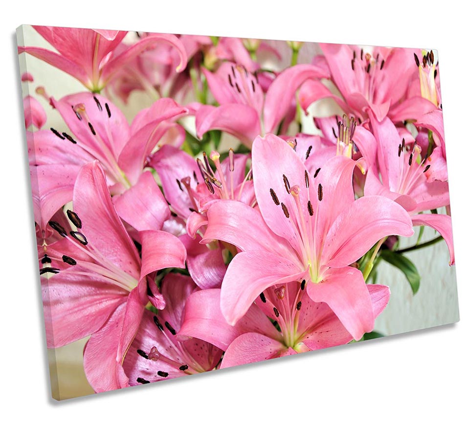 Pink Lily Flowers Floral