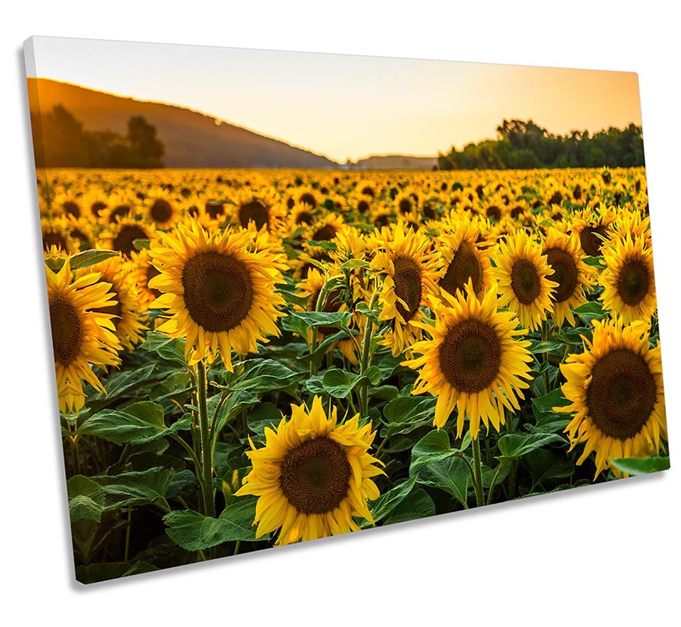 Sunflower Sunset Field
