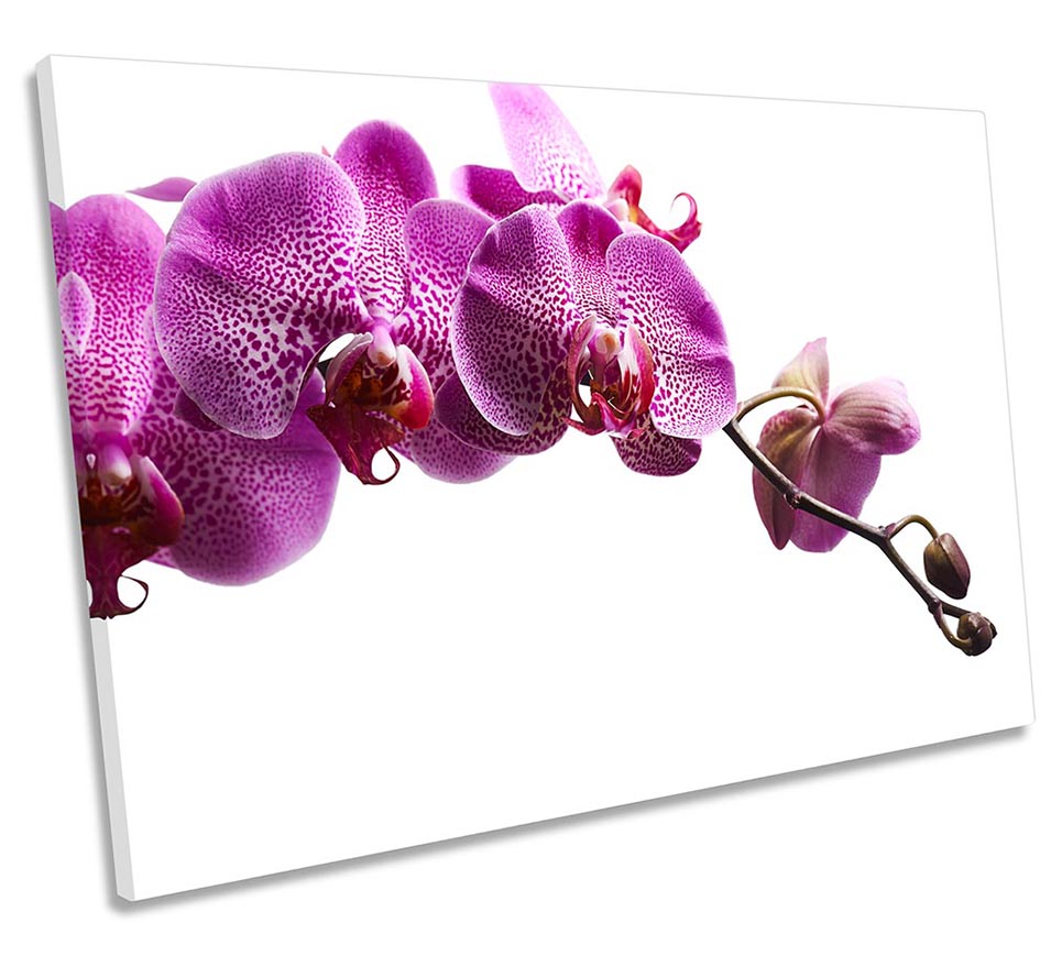 Pink Orchid Flowers Floral