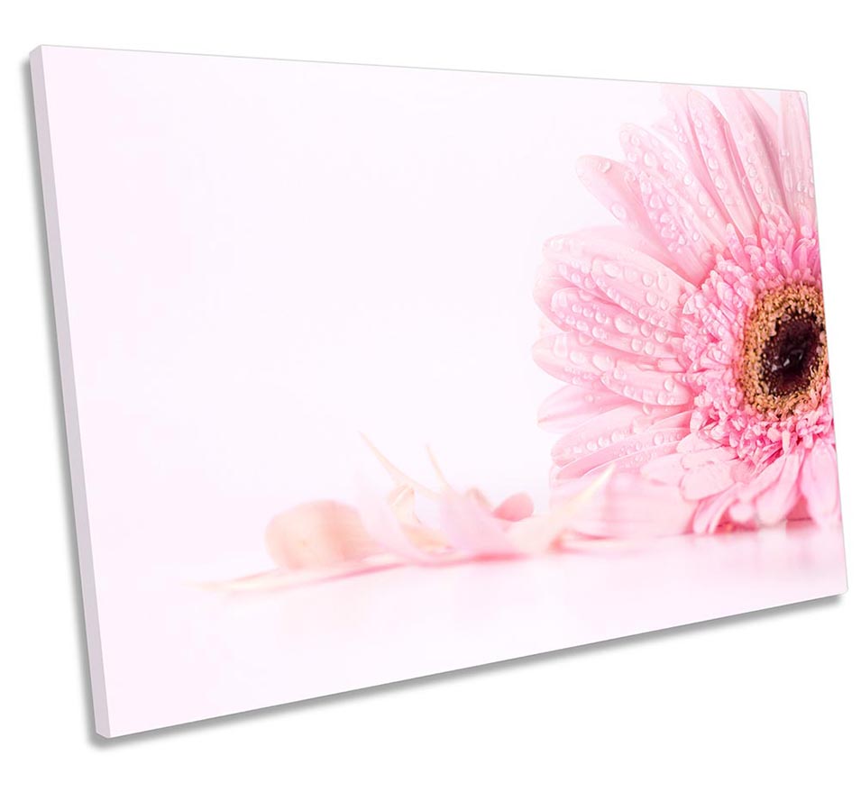 Pink Floral Daisy Flower
