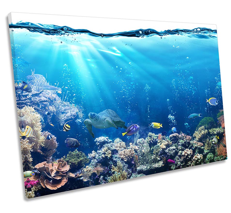 Underwater Fish Coral Marine
