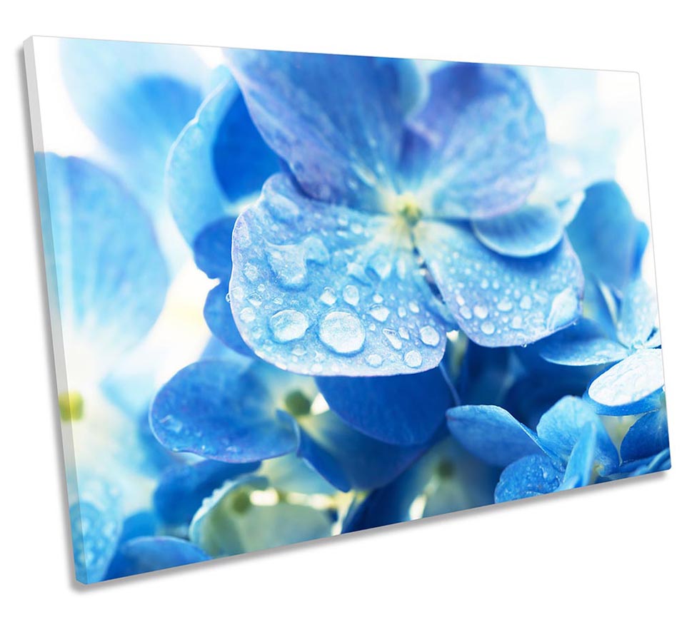 Blue Hortensia Flower Floral