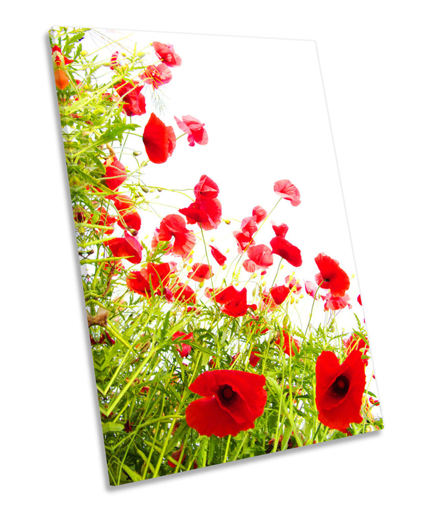 Poppies Flowers Floral Poppy