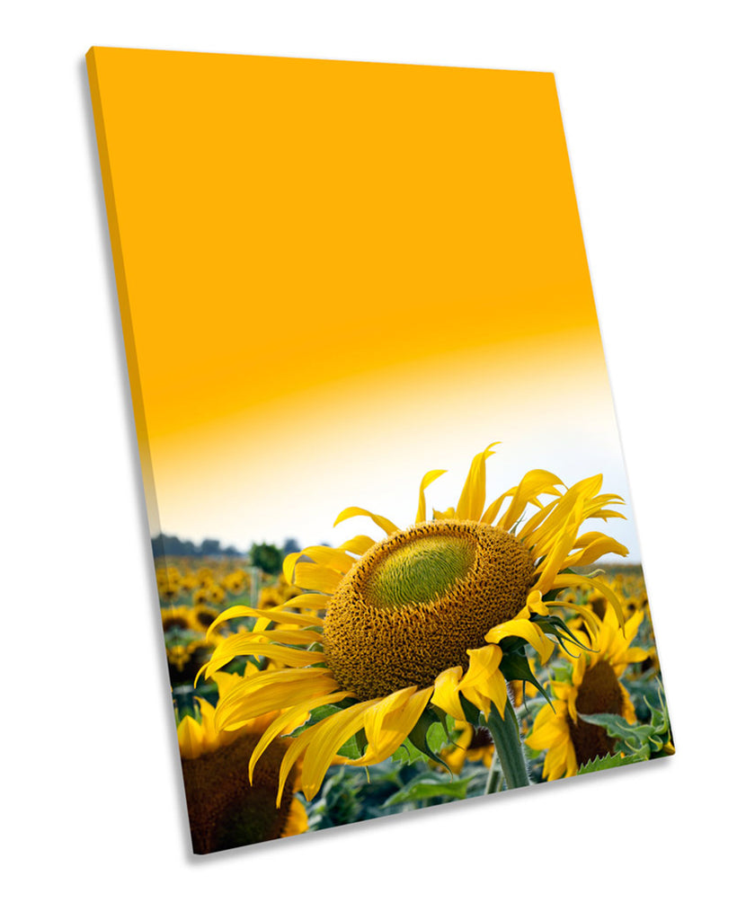 Sunflower Sunset Flower