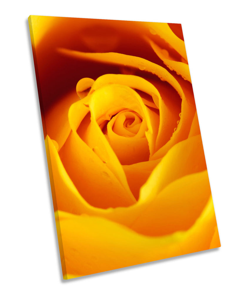Yellow Rose Floral Flower