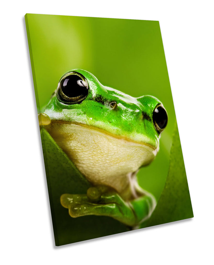 Green Frog Wildlife
