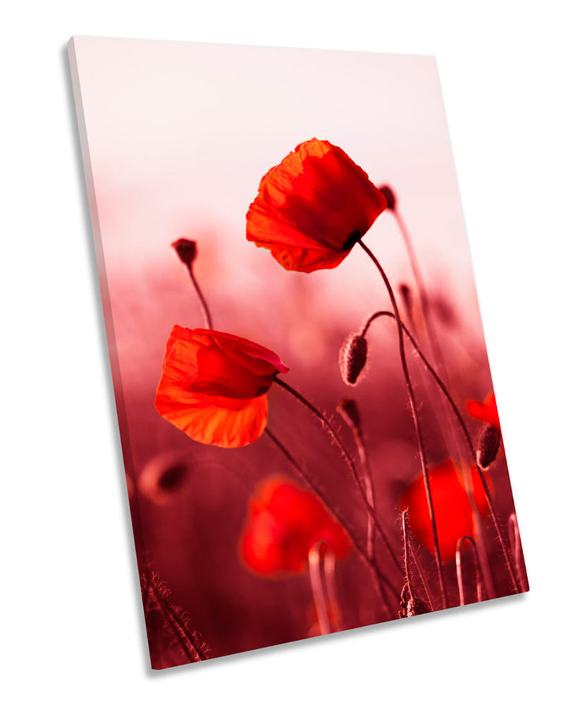 Poppy Floral Flowers Red