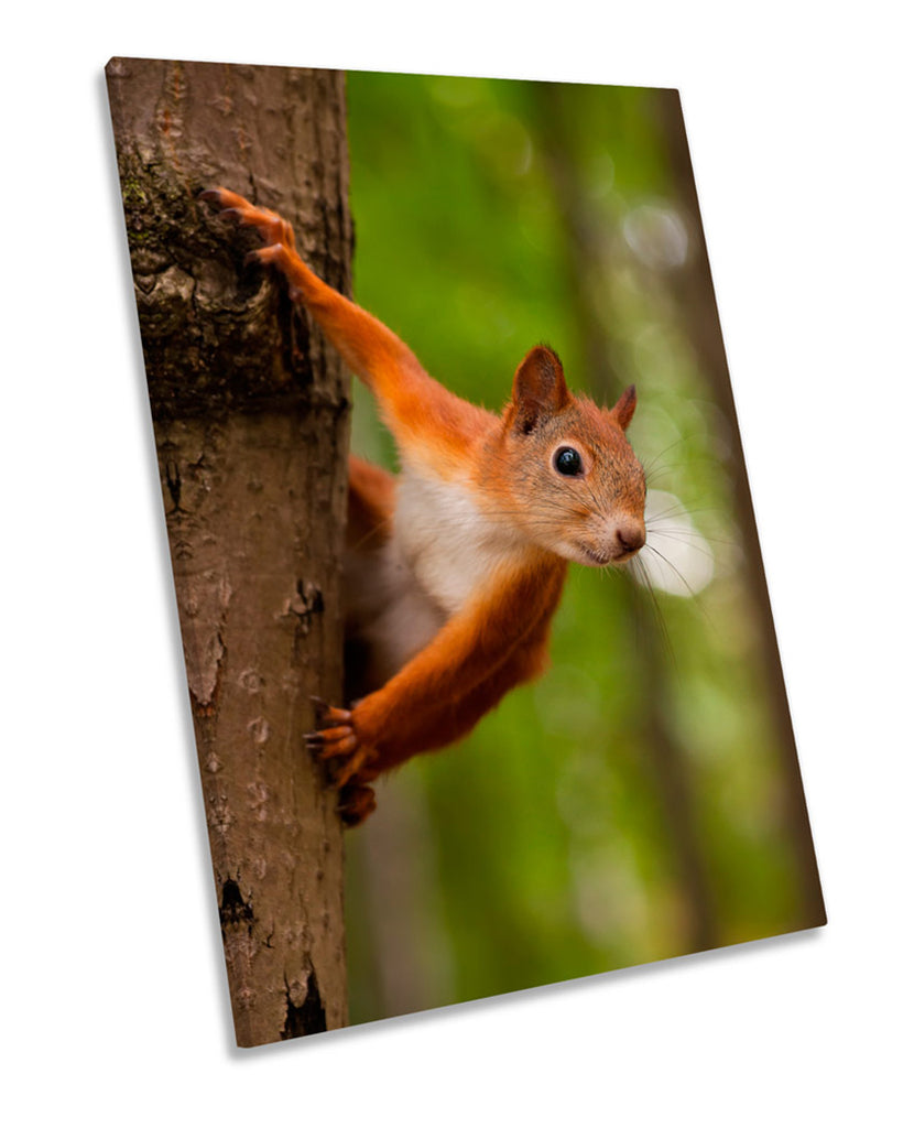 Red Squirrel Tree