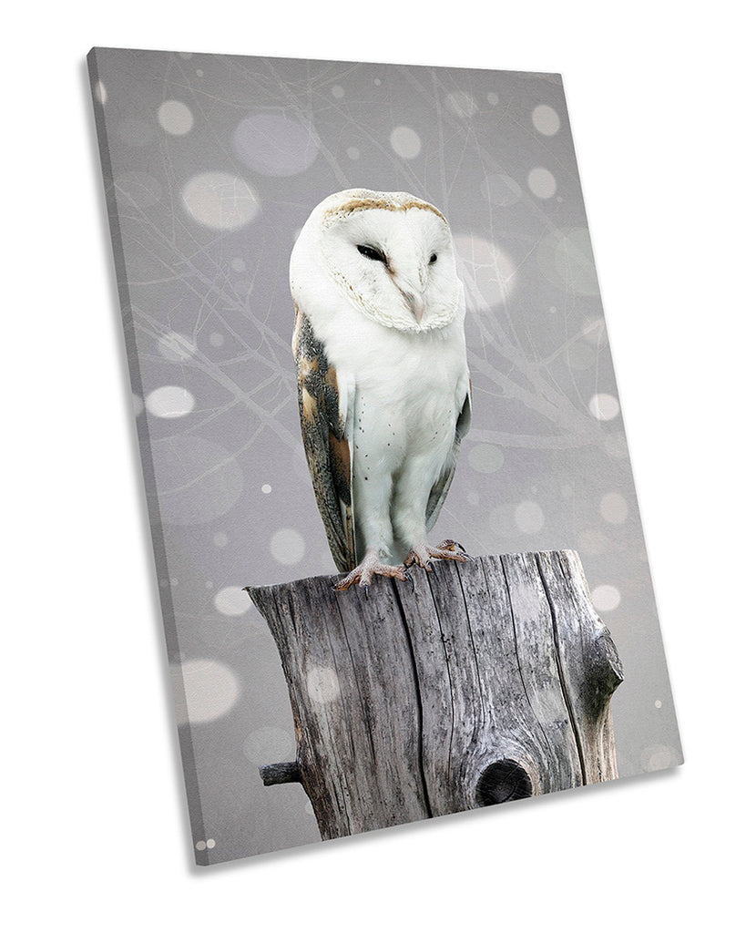 Barn Owl Grey