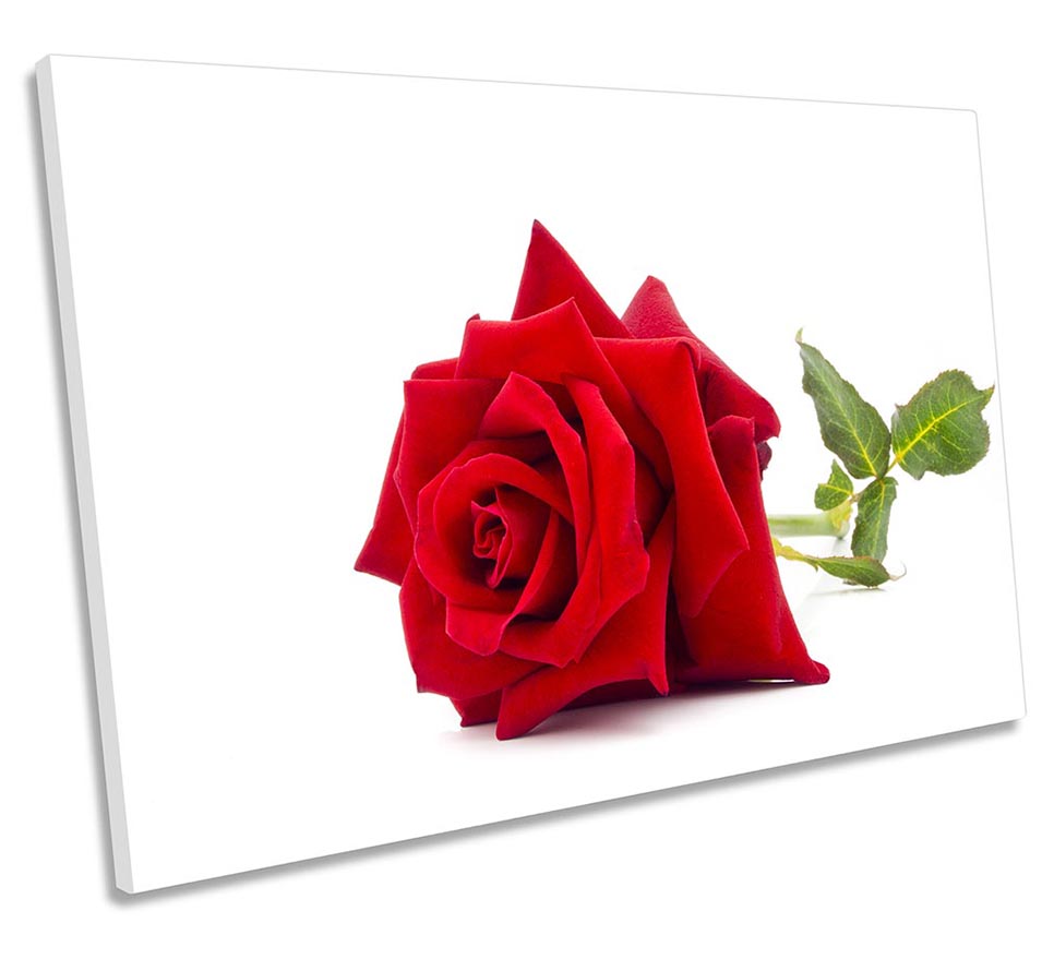 Single Red Rose Flower White