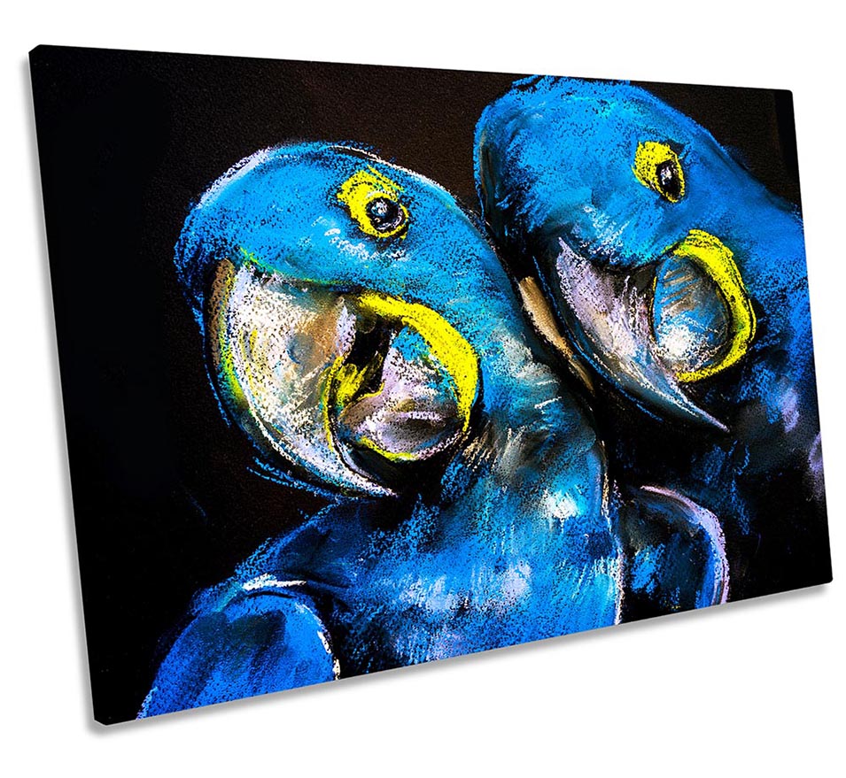 Parrots Faces Bird Blue