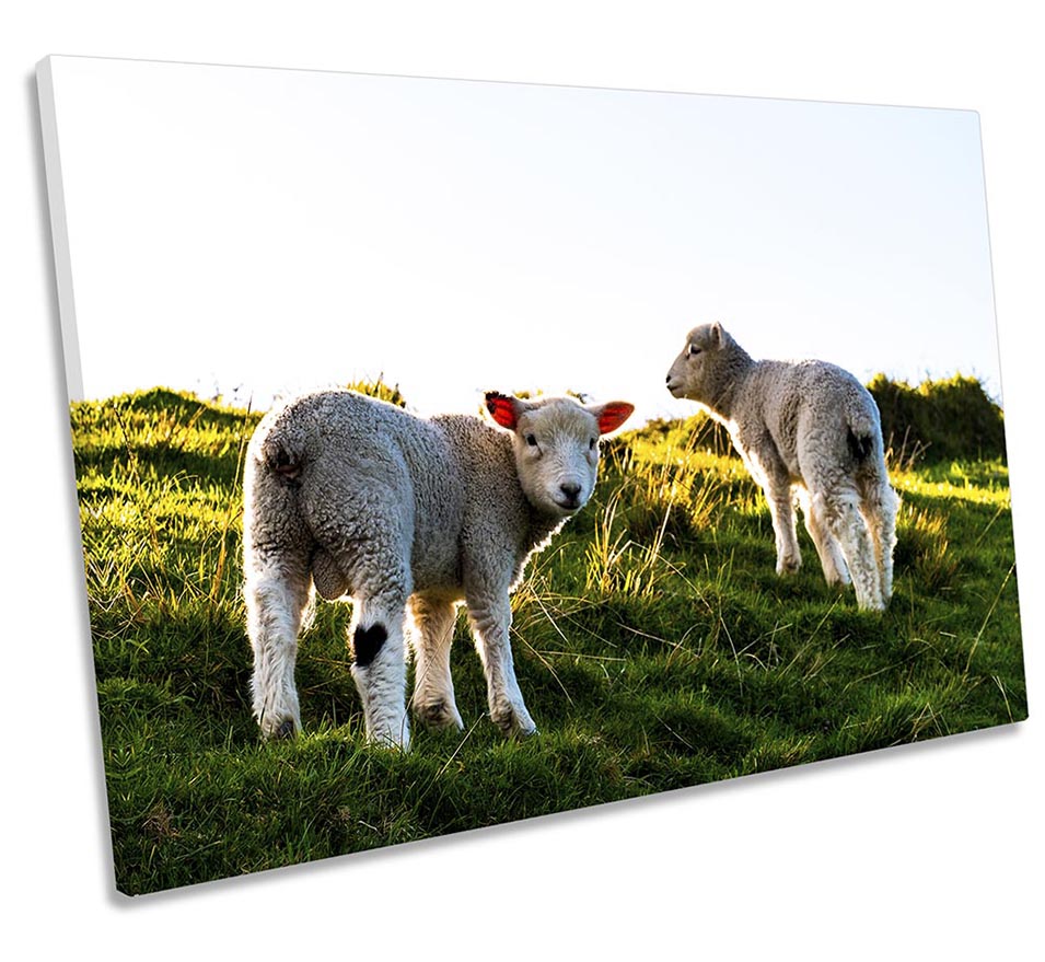 Sheep Lambs Sunset Multi-Coloured
