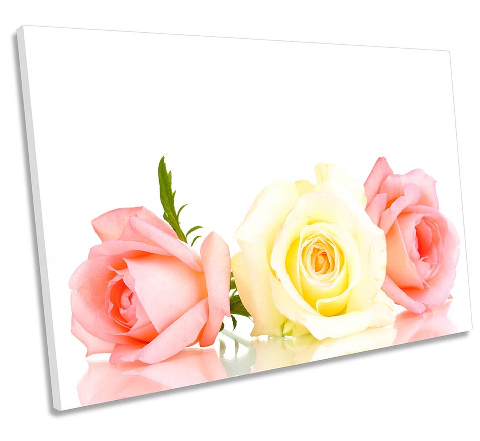Three Rose Floral Flowers White