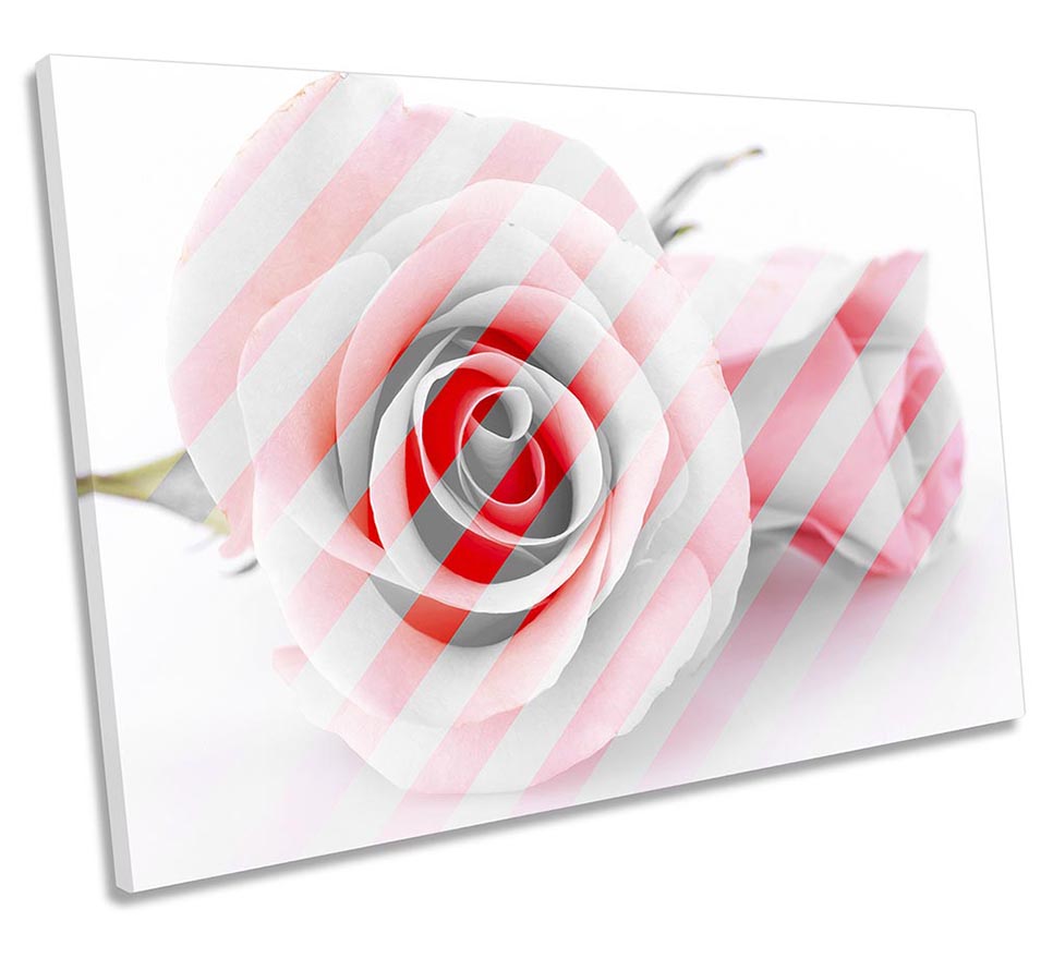Rose Flower Floral Stripes Pink