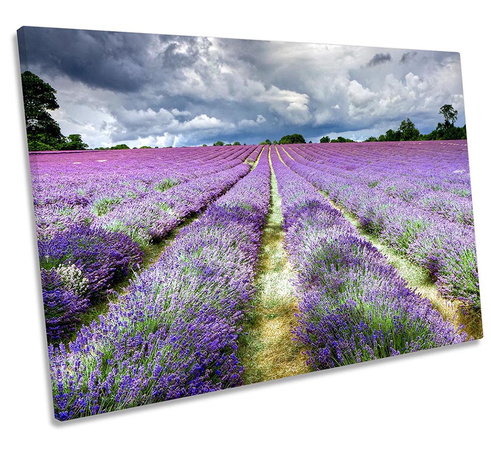 Lavender Field Banstead Surrey Purple