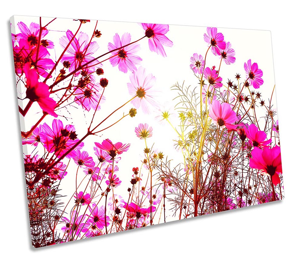 Cosmos Flowers Floral Pink