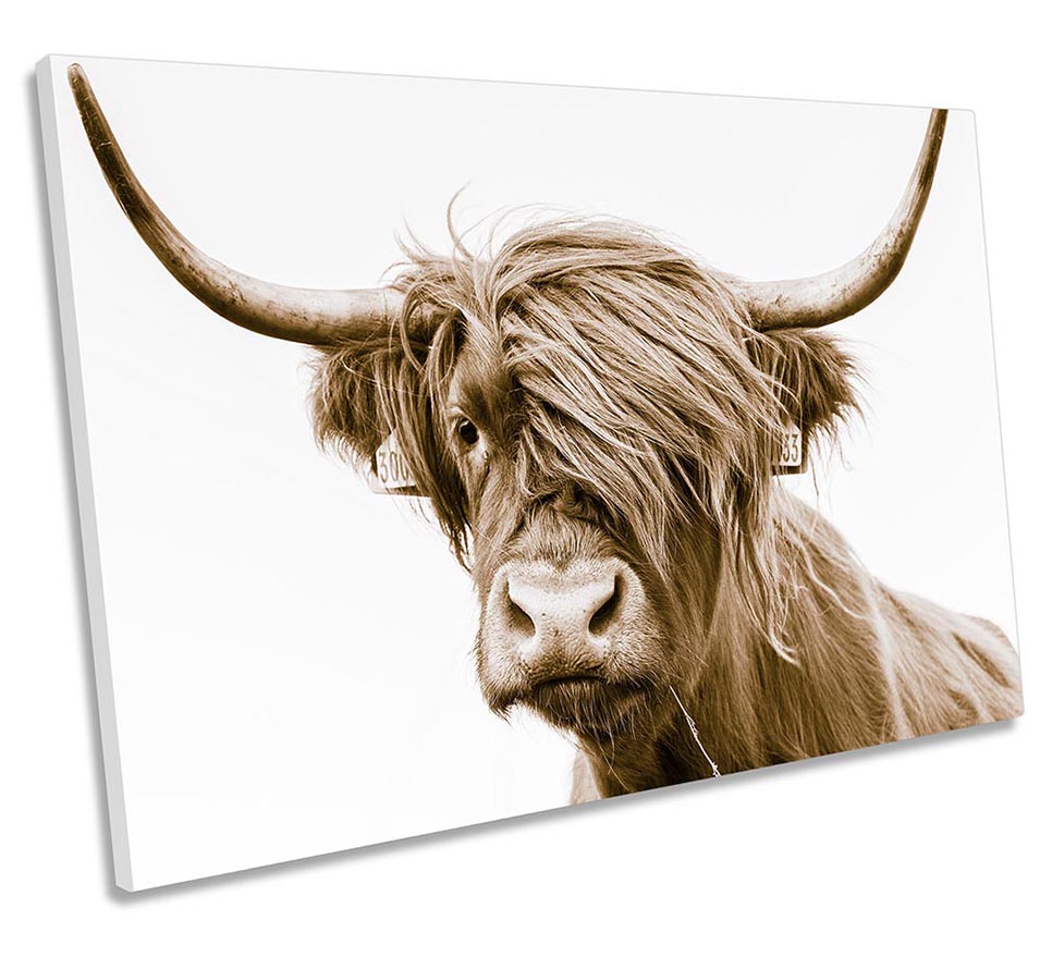 Highland Cow Scotland Brown
