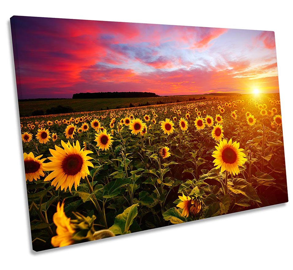 Sunflower Field Sunset Multi-Coloured