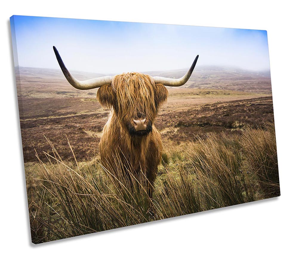Scottish Highland Cow Brown