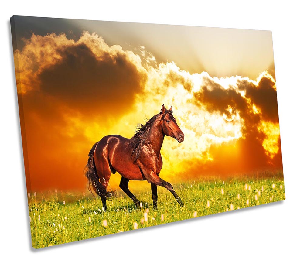 Horse Sunset Meadow Orange