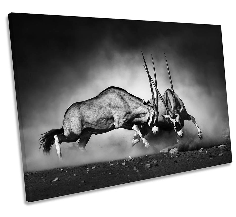 Antelopes Fighting Powerful Black & White