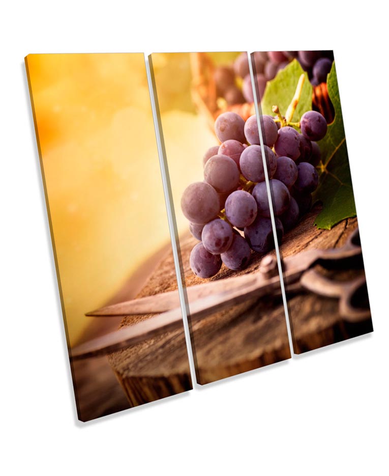 Harvest Grapes Vineyard Wine