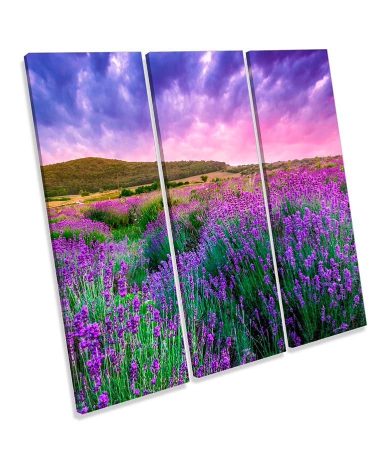 Summer Lavender Field Sunset