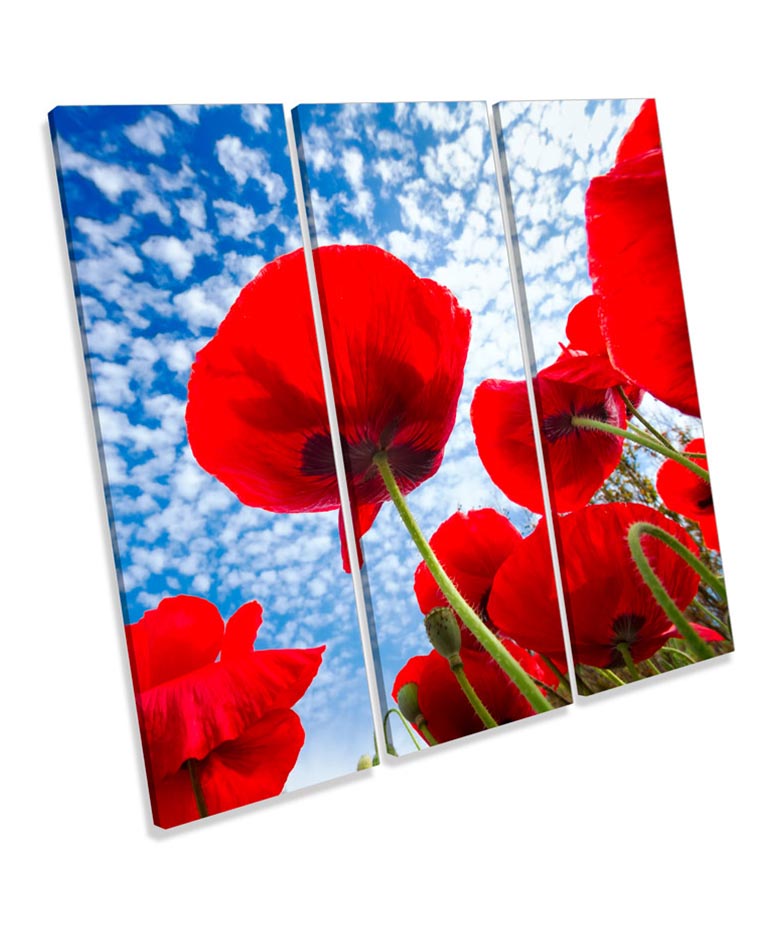 Poppies Floral Sky