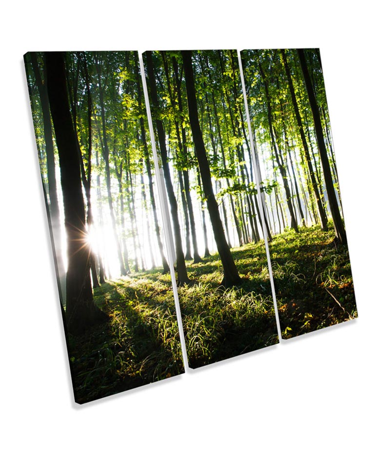 Forest Landscape Trees