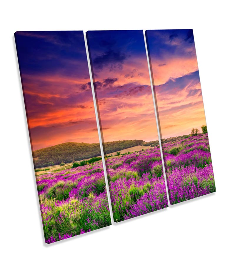 Summer Lavender Sunset Field