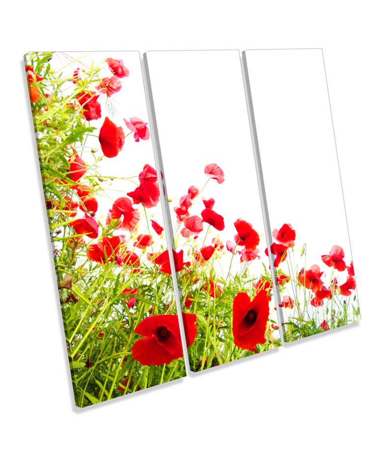 Poppies Flowers Floral Poppy