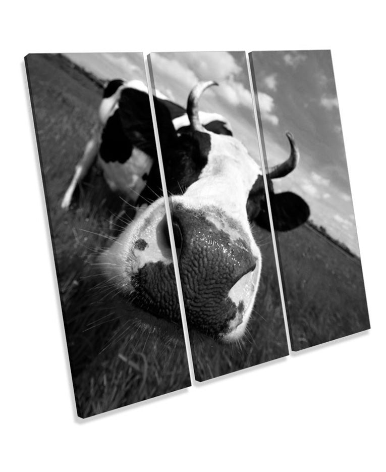 Funky Cow Face B&W