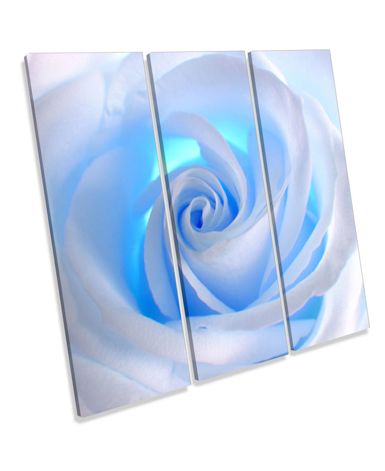 Rose Flower Blue Floral