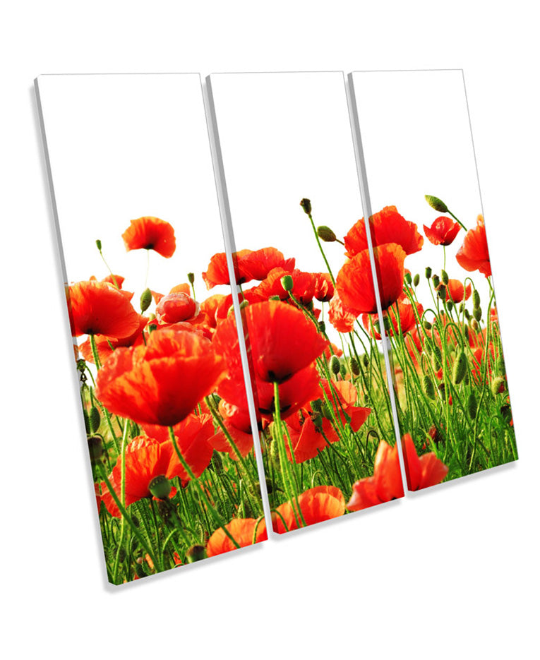 Red Poppies Flowers
