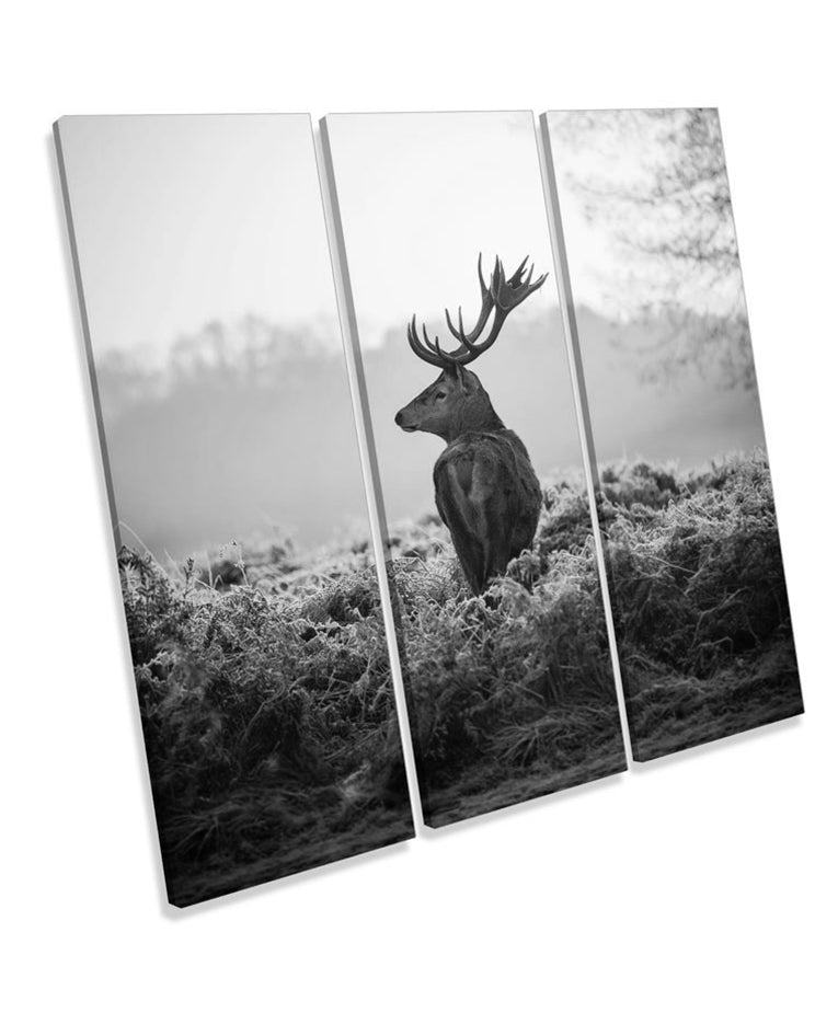 Stag Deer Sunset Forest B&W