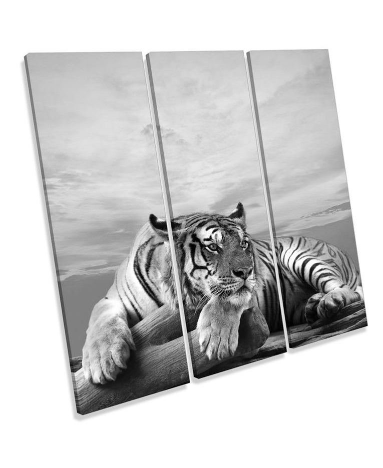 Tiger Sunset B&W