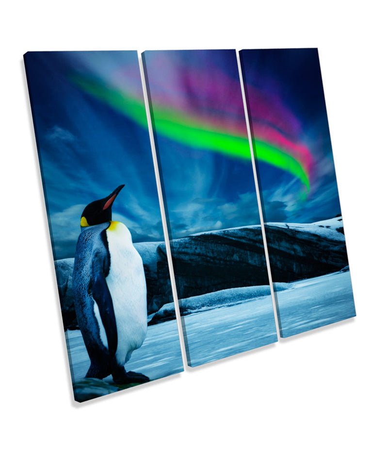 Penguin Northern Lights
