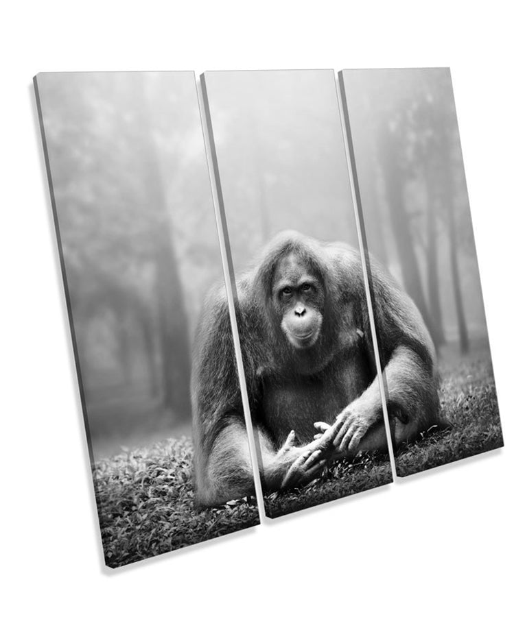Orangutan Monkey B&W