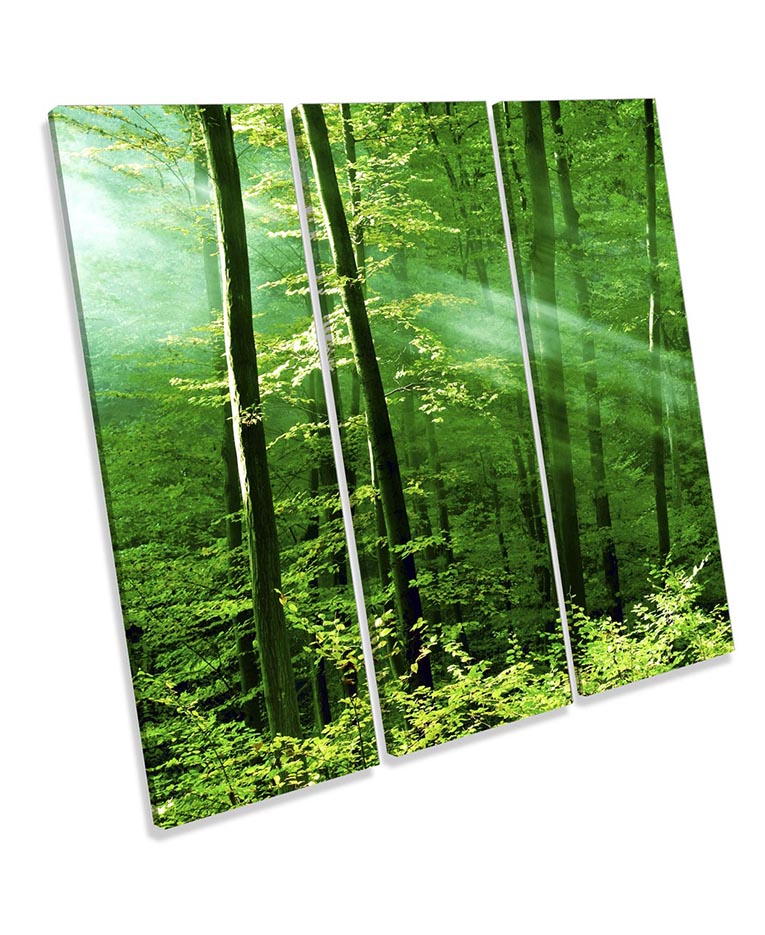 Green Forest Trees Sunlight