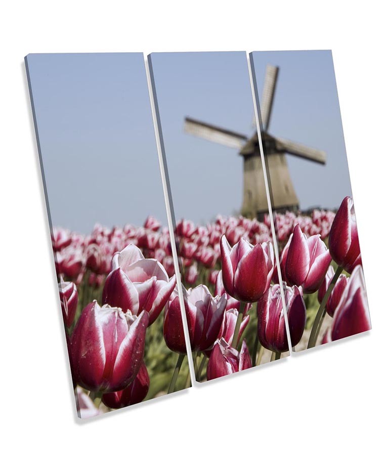 Windmill Flowers Depth Focus