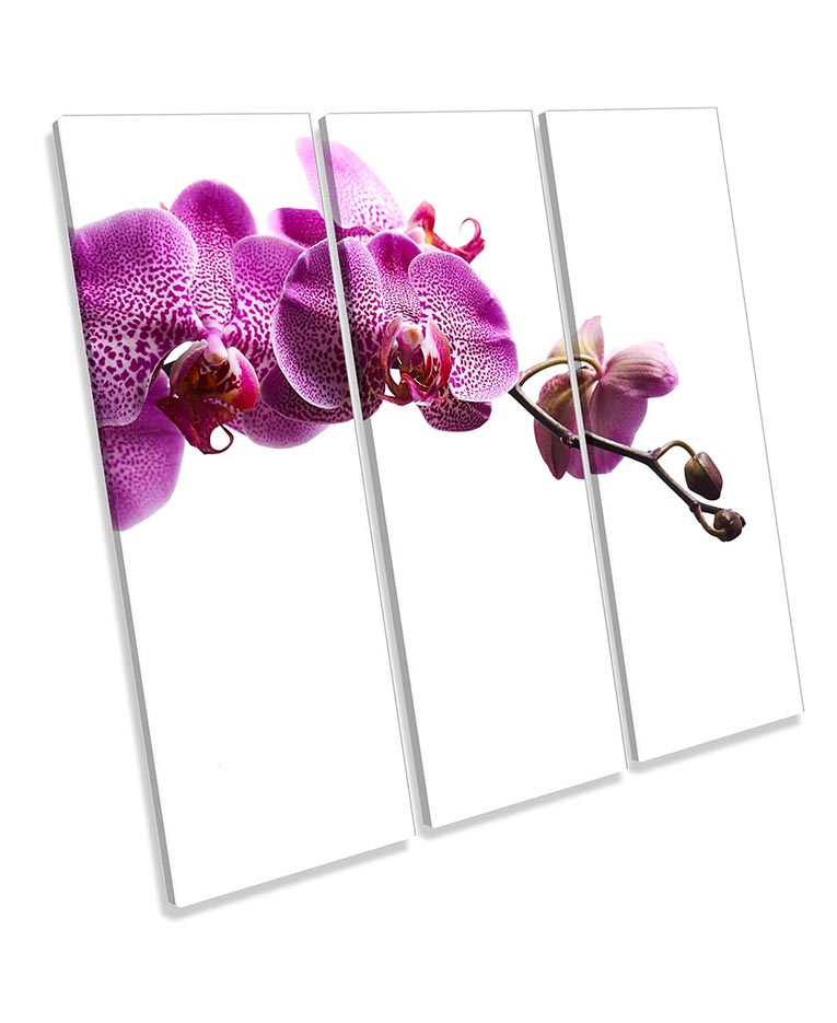 Pink Orchid Flowers Floral