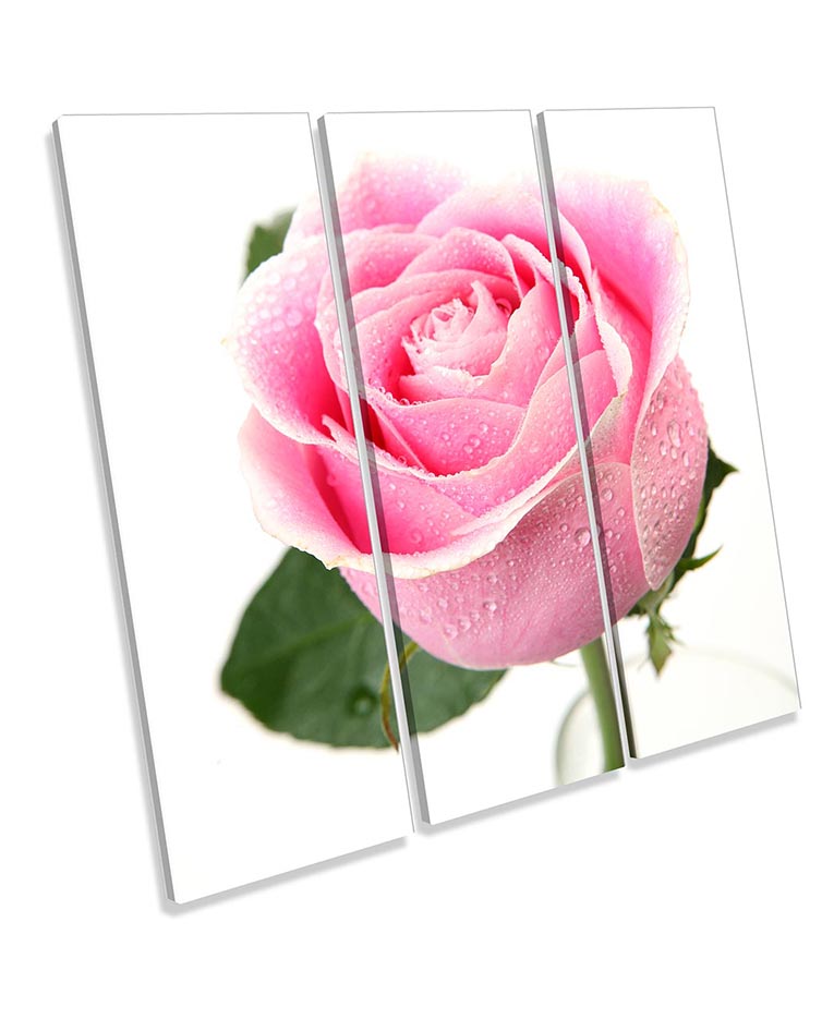 Rose Floral Flower Pink
