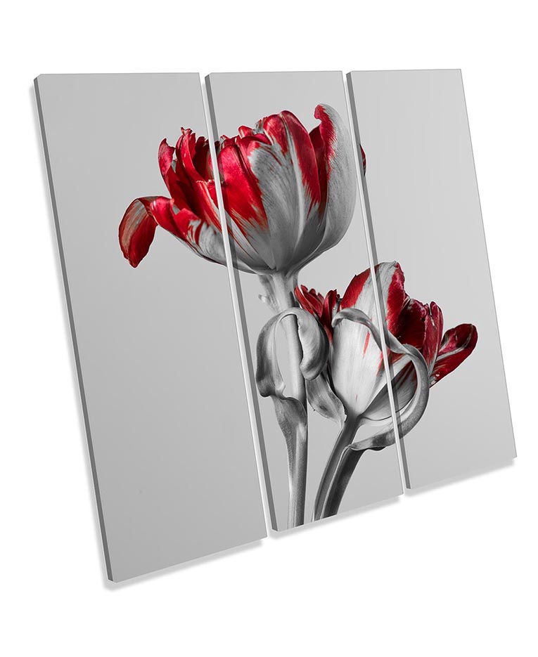 Red Tulip Flowers Grey