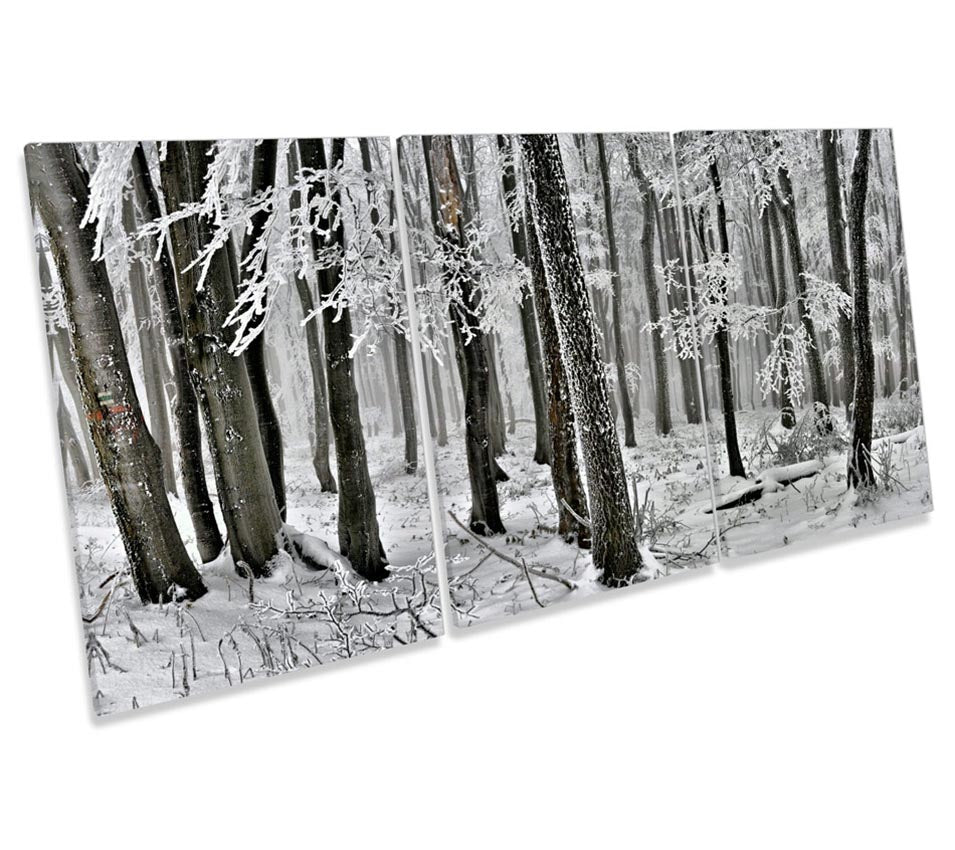 Winter Forest Landscape Trees